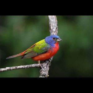 Meet your Posher, Moo